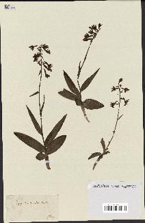 spécimen de Epipactis palustris