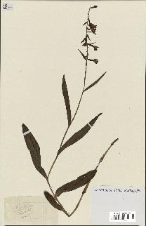spécimen de Epipactis palustris