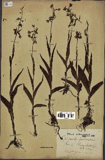 spécimen de Epipactis palustris