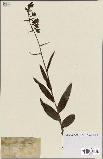 spécimen de Epipactis palustris