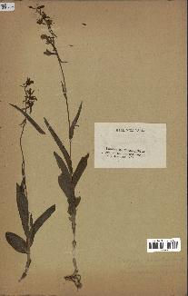 spécimen de Epipactis palustris