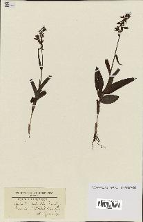 spécimen de Epipactis palustris