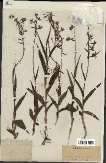 spécimen de Epipactis palustris