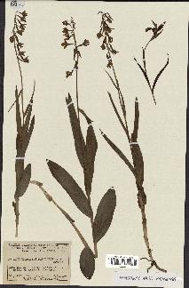 spécimen de Epipactis palustris