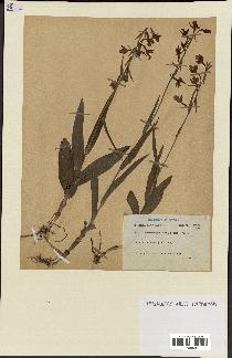 spécimen de Epipactis palustris