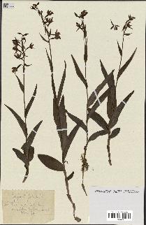spécimen de Epipactis palustris