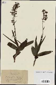 spécimen de Epipactis palustris