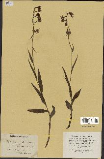 spécimen de Epipactis palustris
