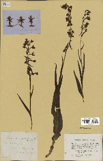 spécimen de Epipactis palustris