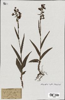 spécimen de Epipactis palustris