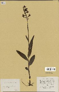 spécimen de Epipactis palustris