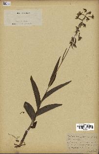 spécimen de Epipactis palustris