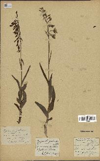 spécimen de Epipactis palustris