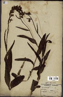 spécimen de Epipactis palustris