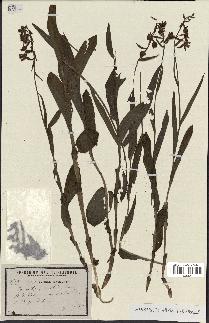 spécimen de Epipactis palustris