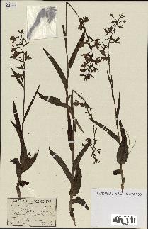 spécimen de Epipactis palustris