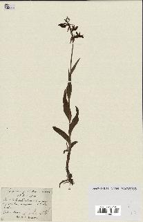 spécimen de Epipactis palustris