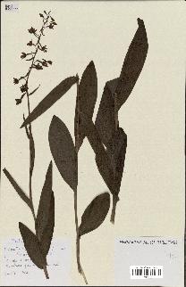 spécimen de Epipactis palustris