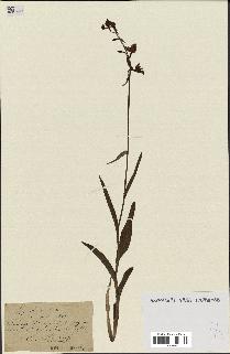 spécimen de Epipactis palustris