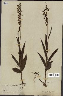 spécimen de Epipactis palustris