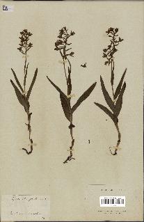 spécimen de Epipactis palustris