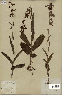 spécimen de Epipactis palustris
