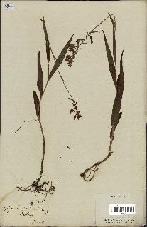 spécimen de Epipactis palustris