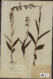 spécimen de Epipactis palustris