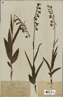 spécimen de Epipactis palustris