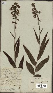 spécimen de Epipactis palustris