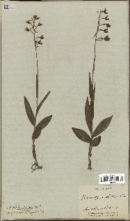 spécimen de Epipactis palustris
