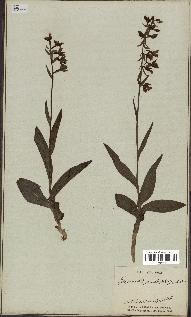 spécimen de Epipactis palustris