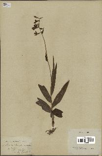 spécimen de Epipactis palustris