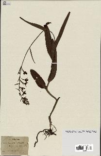 spécimen de Epipactis palustris