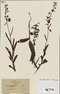 spécimen de Epipactis palustris