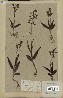 spécimen de Epipactis palustris