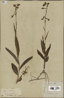 spécimen de Epipactis palustris