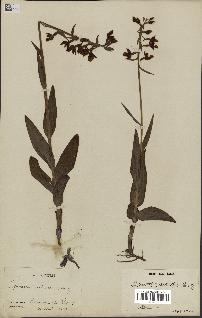 spécimen de Epipactis palustris