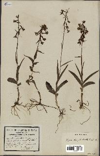 spécimen de Epipactis palustris