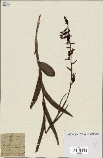 spécimen de Epipactis palustris