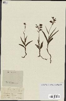 spécimen de Epipactis palustris