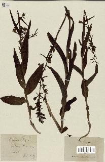 spécimen de Epipactis palustris