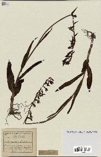 spécimen de Epipactis palustris