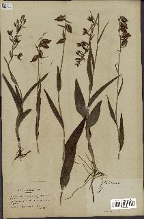spécimen de Epipactis palustris