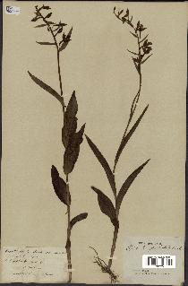spécimen de Epipactis palustris