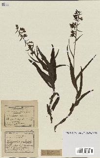 spécimen de Epipactis palustris