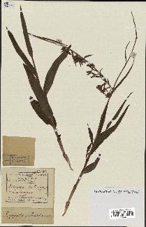 spécimen de Epipactis palustris