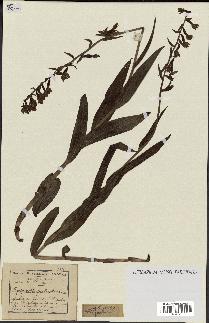 spécimen de Epipactis palustris
