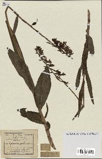 spécimen de Epipactis palustris