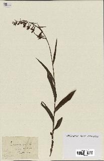 spécimen de Epipactis palustris